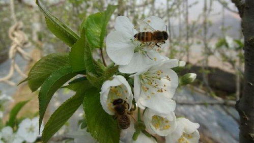 使用樱桃杀菌剂， 这些注意事项得知道