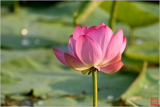 荷花在北方种植的适宜性探讨