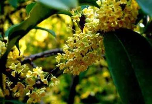 桂花树：香飘十里 美不胜收