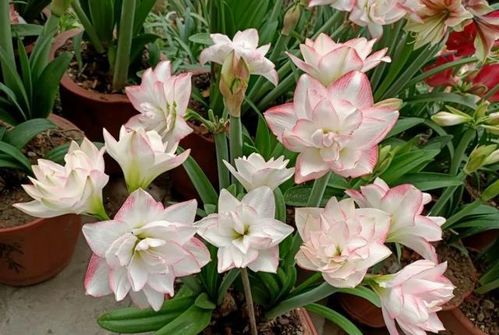 白色代表纯洁和高贵