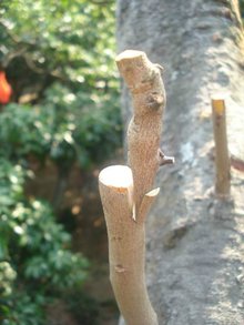 亲和力:砧木与接穗的默契