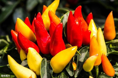 辣椒：喜阳好养
