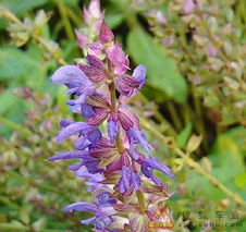 人工干预的奇迹