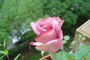 杂技演员的辛勤付出