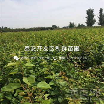 一亩地嫩种多少杏树种子？揭秘杏树种植那些事儿