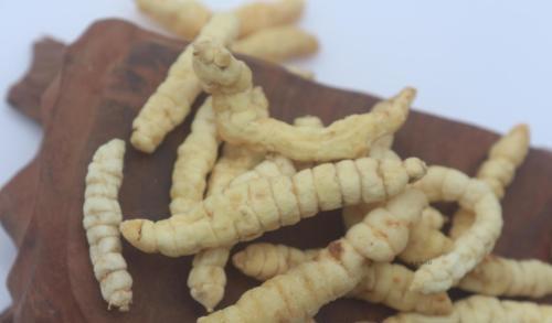 土蚕这个小东西，阿维菌素能搞掂不？