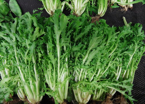 生菜开花后如何轻松取籽