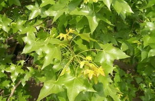 五角枫籽的用途：隐藏在角落里的宝藏