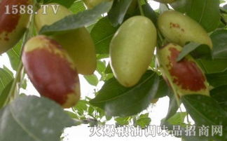 天津徐堡大枣丰产，丰收前景广阔