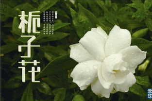 栀子花开完，如何养护才能再开花