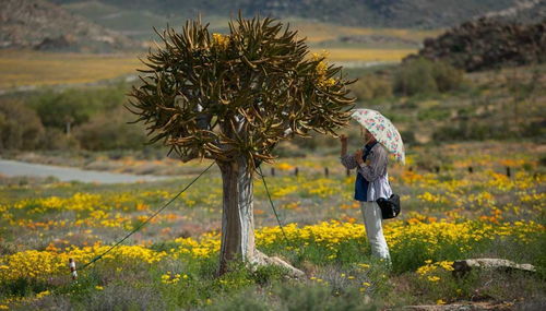个人观点：新疆种花的门道
