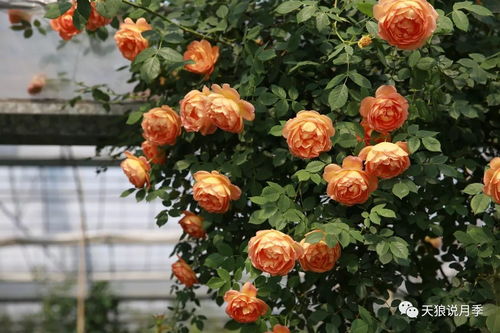 优点与瓶插花期分享