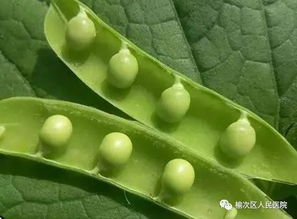 豆子品种，各有不同