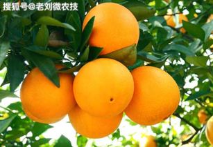 柑橘树龄与开花结果密切相关，了解其关系对提高产量至关重要