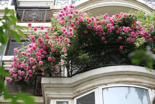 园艺造型新玩法