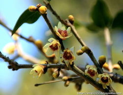 种植腊梅的小贴士