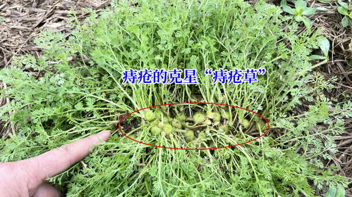 大豆丁草胺乙草胺对大豆生长的影响探讨