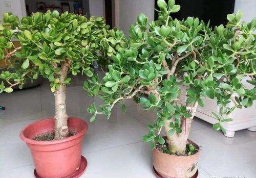 带根小玉树种植指南