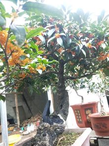 金桂的生活习性：温度、 光照、浇水与施肥