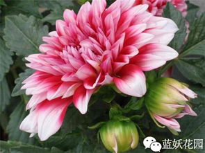 大丽花病害防治，你真的懂吗？