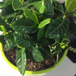 药用植物变为观赏植物