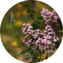 退黄：神奇的治疗力量