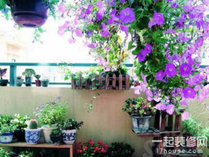 室内水培植物，一种无需土壤