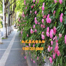 绿色的树蛙，爬墙的奥秘