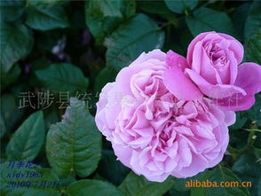 月季花种类繁多， 安德烈、变色月季等你来挑