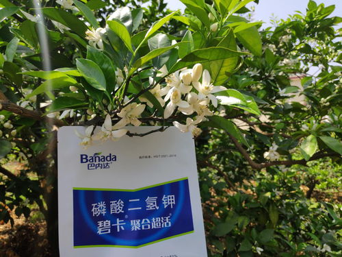 钾肥宜底施或追施，距作物根部10