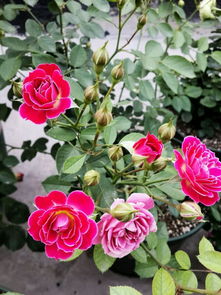 马里奥塔月季，北方种植可行否？