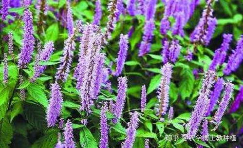 天文草野生于荒野，药用价值高