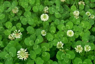 环境匹配，种草的黄金法则