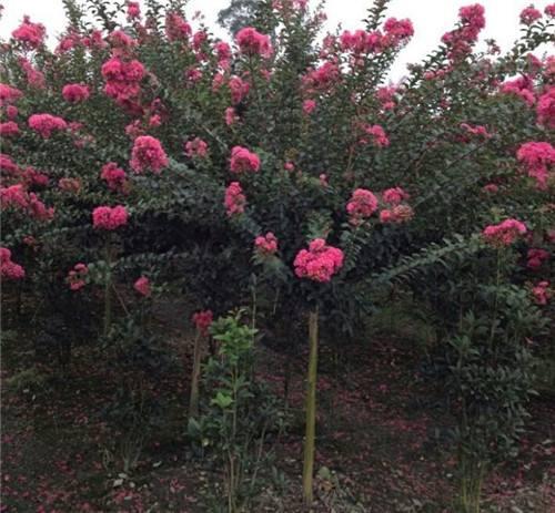 南京市浦口区春雨苗圃场：苗木之乡