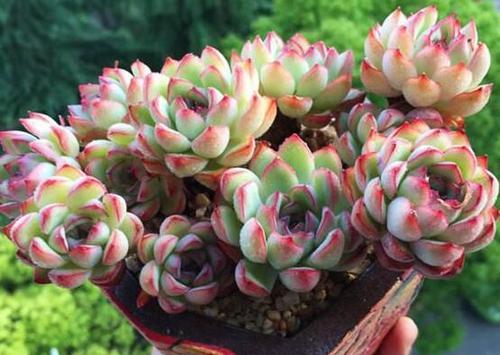 花卉施肥攻略：选对肥料，养出美花！