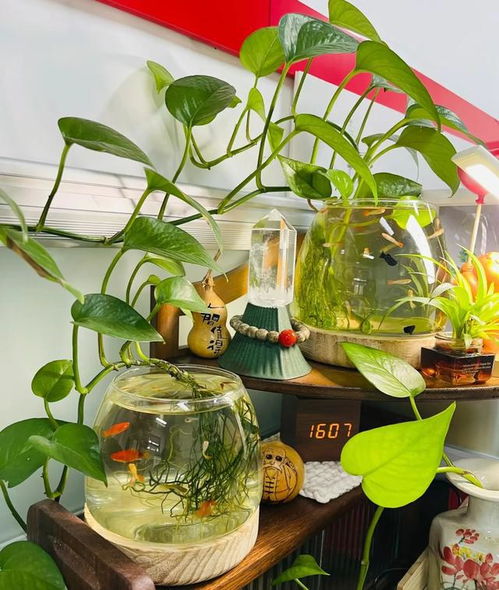 原因分析：玫瑰花焉了可嫩是这些原因