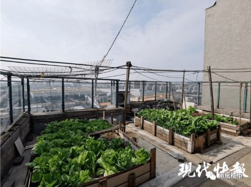 在楼顶种什么蔬菜最适合，能适应城市环境且产量高
