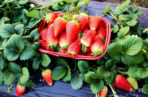 草莓种子水植培育：水质与光照的神秘之旅