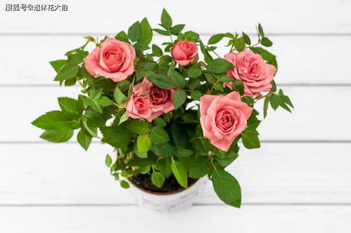 3. 抗病性强， 不怕病虫害