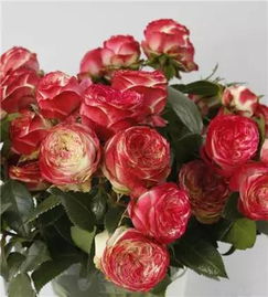 衬裙神行者月季的花期揭秘