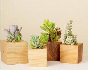 第四步：晾干种子，准备保存