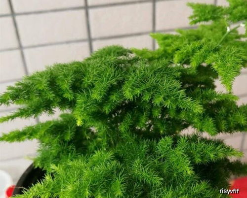 养文竹要使叶子翠绿， 要注意以下几点：