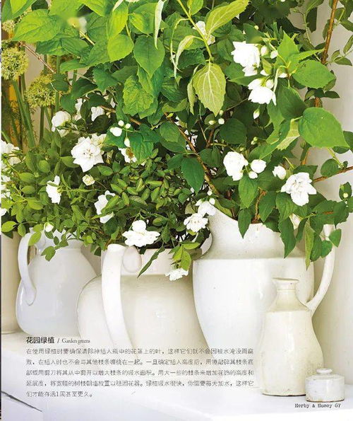 如何选择和养护长花瓶，才能打造出极致美感的花艺空间