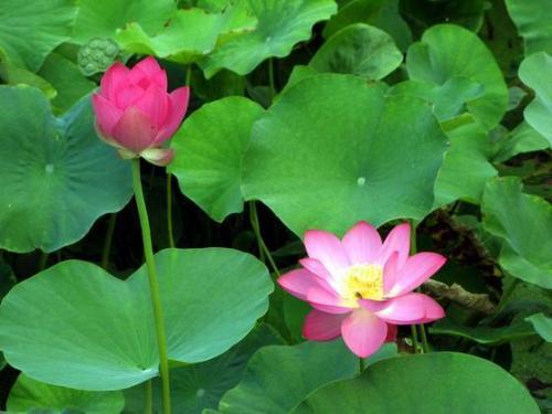 芙蓉是荷花吗？看完这篇文章你就全明白了