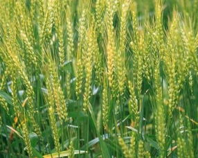 播种技巧， 不容忽视