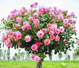 月季花扦插提高成活率