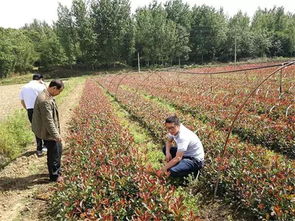 红叶石楠球如何进行科学种植和日常养护