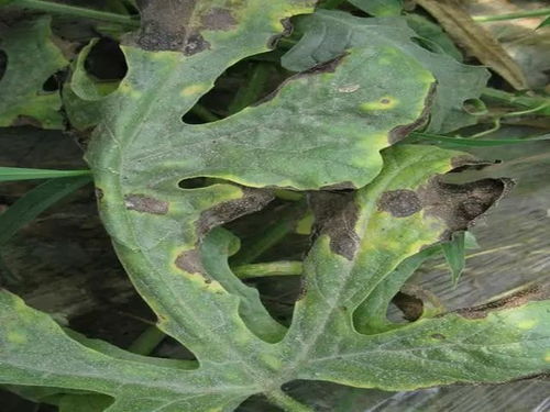 病害的早期信号