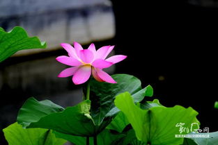 六月份种植荷花是否太晚