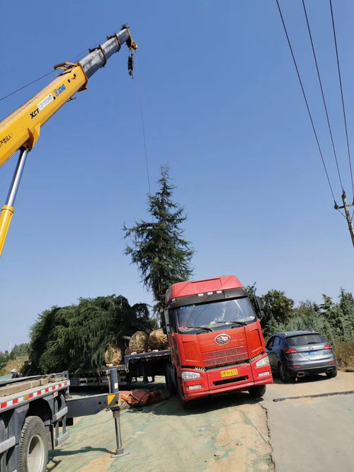 8米雪松价格及一级苗价格
